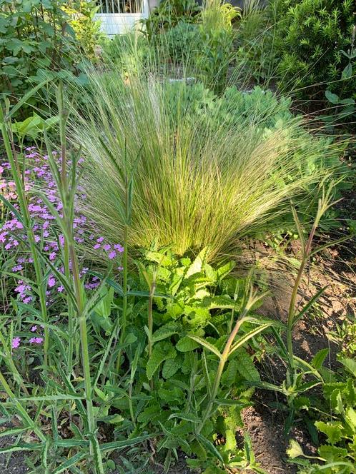 Te koop siergras Nasella of Stipa ‘Pony Tails’, Tuin en Terras, Planten | Tuinplanten, Siergrassen, Halfschaduw, Zomer, Ophalen