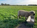 Hamshire down ram, Dieren en Toebehoren, Schapen, Geiten en Varkens, Mannelijk, Schaap