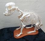 Skelet van een  engelse bulldog, Ophalen, Opgezet dier