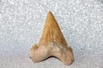 Palaeocarcharodon orientalis, Ophalen of Verzenden, Fossiel