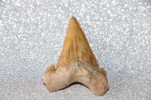 Palaeocarcharodon orientalis, Verzamelen, Mineralen en Fossielen, Fossiel, Ophalen of Verzenden