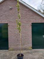 Te koop goudiep, Ophalen of Verzenden, Minder dan 100 cm