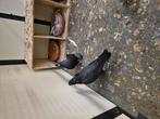 Koppel takla, Dieren en Toebehoren, Vogels | Duiven, Meerdere dieren