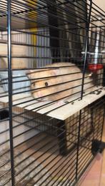 Goudhamster inclusief kooi speeltjes en loop bal, Dieren en Toebehoren, Knaagdieren en Konijnen | Hokken en Kooien, Kooi, Minder dan 75 cm