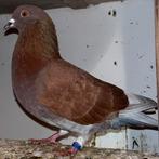 Sierduiven, Dieren en Toebehoren, Vogels | Duiven, Meerdere dieren, Overige soorten