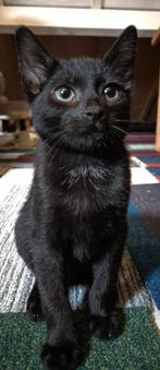 Kittens, Dieren en Toebehoren, Meerdere dieren