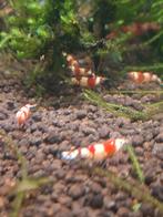 Crystal red garnalen, Dieren en Toebehoren, Kreeft, Krab of Garnaal