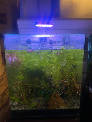 Aqua Della Urbyss Q3 50 liter volglas nano aquarium beschikbaar voor biedingen