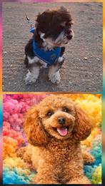 Rond 5 maart pups verwacht Boomer x Toy poedel, Poedel, Parvo, 8 tot 15 weken, Meerdere