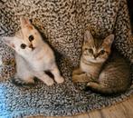 Brits Britse korthaar kittens Silver Tabby Golden Tabby, Dieren en Toebehoren, Katten en Kittens | Raskatten | Korthaar, Meerdere dieren