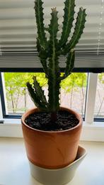 Euphorbia Lactea incl. Prachtige pot, Ophalen, Volle zon, Minder dan 100 cm