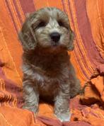 Australian Labradoodle Medium, Dieren en Toebehoren, CDV (hondenziekte), Overige rassen, 8 tot 15 weken, Teef