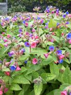 Longkruid. Supersterke planten. 4 planten voor 10,00!, Ophalen of Verzenden, Overige soorten