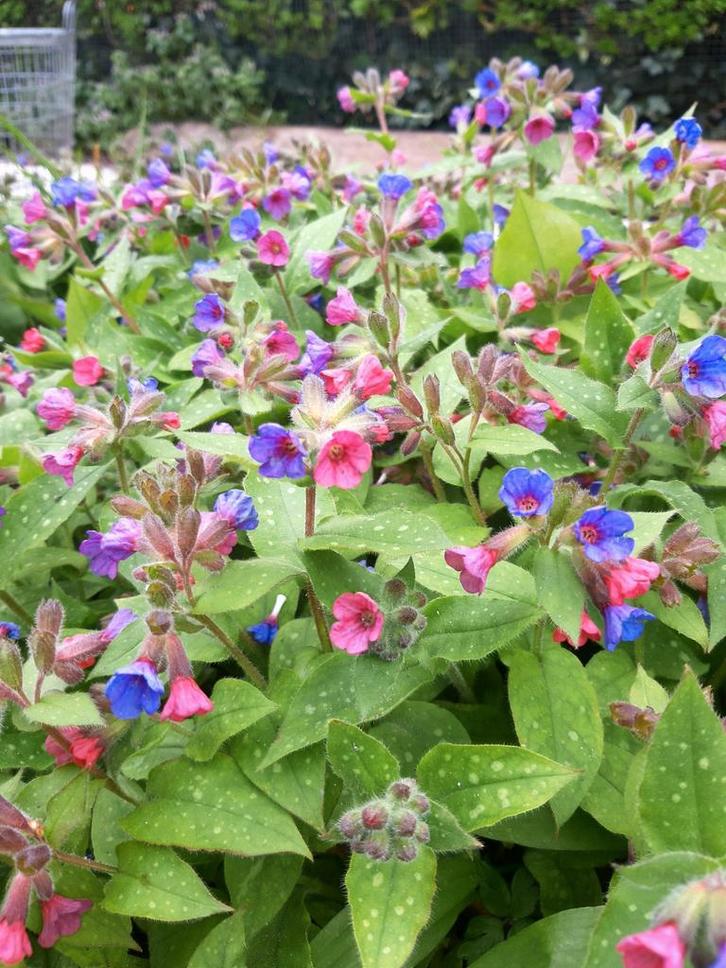 Longkruid. Supersterke planten. 4 planten voor 10,00!, Tuin en Terras, Planten | Struiken en Hagen, Overige soorten, Ophalen of Verzenden