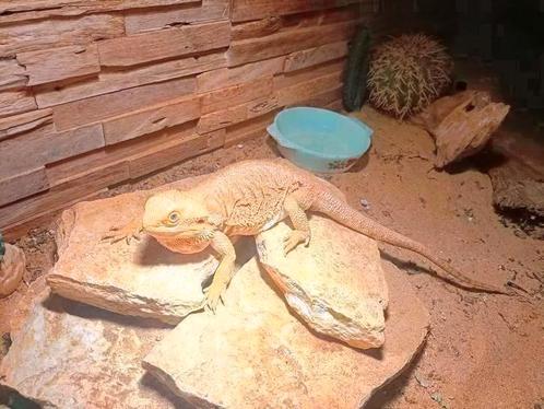Vrouwelijke baardagaam met terrarium ziet foto, Dieren en Toebehoren, Reptielen en Amfibieën, Hagedis