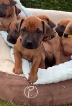 Rhodesian ridgeback pups, Rabiës (hondsdolheid), Overige rassen, 8 tot 15 weken, Meerdere