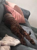 Labradoodle meisje, Dieren en Toebehoren, Honden | Niet-rashonden, Rabiës (hondsdolheid), 15 weken tot 1 jaar, Teef, Eén hond