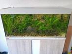 Eheim Vivaline 180 aquarium compleet, Dieren en Toebehoren, Vissen | Aquaria en Toebehoren, Ophalen, Zo goed als nieuw, Gevuld zoetwateraquarium