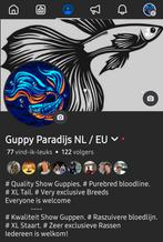 Speciale Raszuiver Guppen! zeer exclusieve rassen., Vis, Zoetwatervis, Schoolvis