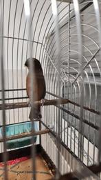 Tk halfbrashong twa jongeman, Dieren en Toebehoren, Vogels | Overige Vogels, Mannelijk, Geringd