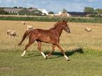 Hele mooie 3 jarige D pony uit mooie sportlijnen, Dieren en Toebehoren, Pony's, Merrie