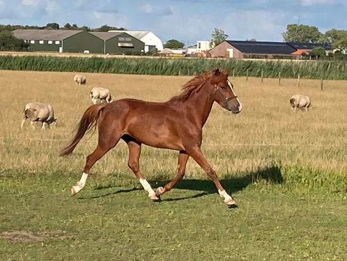 Hele mooie 3 jarige D pony uit mooie sportlijnen, Dieren en Toebehoren, Pony's, Merrie