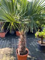 Tropische palmboom waaierpalm /trachycarpus fortunei, Tuin en Terras, Planten | Bomen, Lente, Volle zon, Ophalen, Palmboom