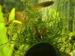 Te koop! School van de Iraanse rode Neon. 12 stuks, Dieren en Toebehoren, Vissen | Aquariumvissen, Vis, Zoetwatervis, Schoolvis