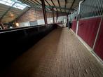 10 paarden stallen te huur /10 paarden boxen te huur, Weidegang, 4 paarden of pony's of meer