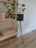 Pothos met pot, Huis en Inrichting, Woonaccessoires | Zuilen en Pilaren, Ophalen, Zo goed als nieuw