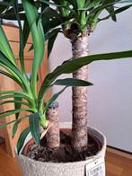 Prachtige Yucca kamerplant, Huis en Inrichting, Kamerplanten, Ophalen, 100 tot 150 cm, Halfschaduw, In pot