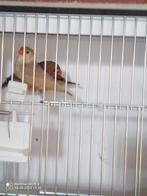Vogels, Dieren en Toebehoren, Vogels | Parkieten en Papegaaien, Meerdere dieren, Parkiet