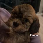 Boomer pups met kruising Maltezer met Shih tzu, Dieren en Toebehoren, 8 tot 15 weken, Meerdere, Meerdere dieren, Klein