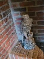 Adelaar - Arend, Ophalen, Dier