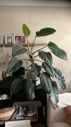 Grote Philodendron kamerplant, Huis en Inrichting, Kamerplanten, 100 tot 150 cm, Overige soorten, In pot, Groene kamerplant