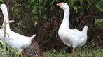 Boeren witte ganzen | Deskundig advies, Dieren en Toebehoren, Pluimvee, Meerdere dieren, Gans of Zwaan