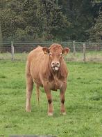 Limousin pinken en koe en stierkalf, Dieren en Toebehoren, Runderen, Meerdere dieren