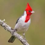 Te koop koppel roodkuifkardinalen 2025, Dieren en Toebehoren, Vogels | Overige Vogels, Meerdere dieren, Geringd