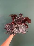Mooie verse stek Begonia Pink Minx groen roze kamerplant, Ophalen, Overige soorten, Halfschaduw, Minder dan 100 cm
