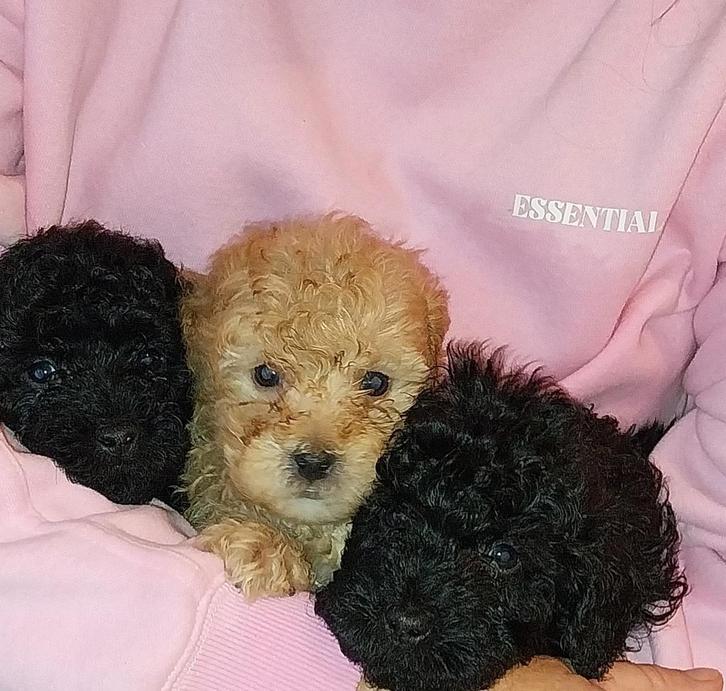 Cockapoo pups, Dieren en Toebehoren, Honden | Chihuahua's en Gezelschapshonden, Meerdere dieren, Poedel, Particulier, Meerdere