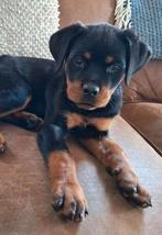 Prachtige Rottweiler Teefje Met STAMBOOM., CDV (hondenziekte), 8 tot 15 weken, Meerdere, Meerdere dieren
