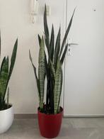 Kamerplant in Rode Pot, Huis en Inrichting, Kamerplanten, Ophalen, 100 tot 150 cm, Overige soorten, Halfschaduw