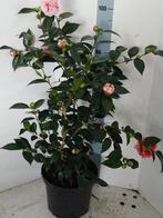 Unieke partij camelia’s volenteer dubbele bloem rood /wit, Tuin en Terras, Planten | Tuinplanten, Vaste plant, Halfschaduw, Lente