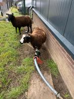 Te schapen lammeren, Dieren en Toebehoren, Schapen, Geiten en Varkens, Mannelijk, Schaap