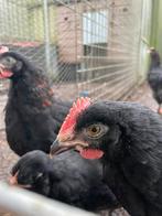 Heavy bloom marans haantjes en uit gestippelde eieren, Dieren en Toebehoren, Pluimvee, Mannelijk, Kip