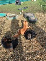 HondenDAGopvang voor alle rassen, Diensten en Vakmensen, Dieren | Honden | Verzorging, Oppas en Les, Pension of Dagopvang