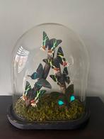 Recent opgezette vlinders in een ovale stolp, Ophalen of Verzenden, Insect, Opgezet dier