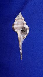 schelpen, Vokesimurex malabaricus, Ophalen of Verzenden, Schelp(en)