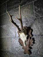 Mooi Ree gewei hand gestoken schild jacht mancave c45, Ophalen of Verzenden, Hert, Gewei of Kop