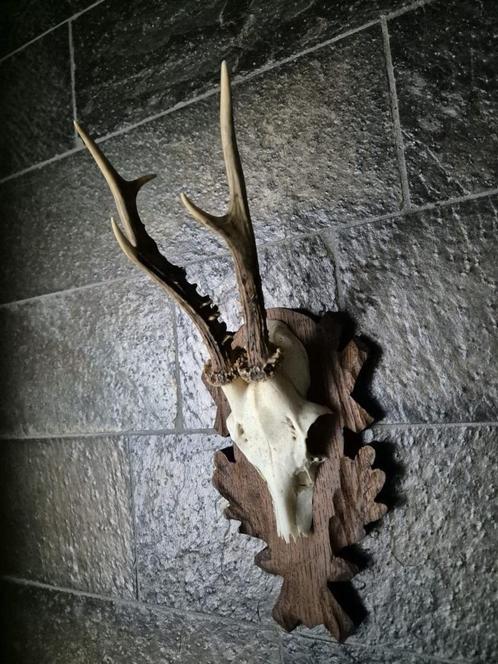 Mooi Ree gewei hand gestoken schild jacht mancave c45, Verzamelen, Dierenverzamelingen, Gewei of Kop, Hert, Ophalen of Verzenden
